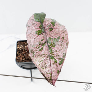 Alocasia 'Plumbea' Pink Variegated (wk28-B)