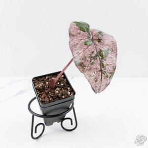 Alocasia 'Plumbea' Pink Variegated (wk28-B)