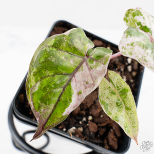 Alocasia 'Plumbea' Pink Variegated (wk38-U145)