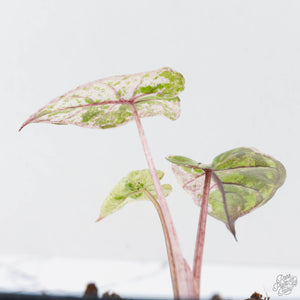 Alocasia 'Plumbea' Pink Variegated (wk38-U145)