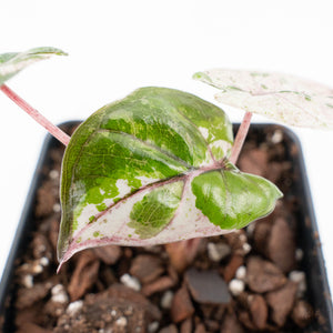 Alocasia 'Plumbea' Pink Variegated (wk24-A)