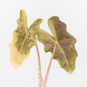 Alocasia Sanderiana Aurea Variegated (aka 'Pseudosanderiana') (wk34-L66)
