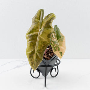 Alocasia Sanderiana Aurea Variegated (aka 'Pseudosanderiana') (wk36-L229)