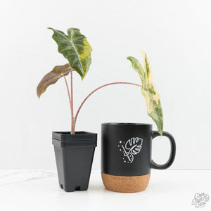 Alocasia Sanderiana Aurea Variegated (aka 'Pseudosanderiana') (wk18-I)