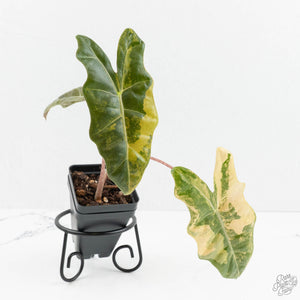 Alocasia Sanderiana Aurea Variegated (aka 'Pseudosanderiana') (wk18-I)