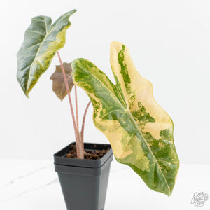 Alocasia Sanderiana Aurea Variegated (aka 'Pseudosanderiana') (wk18-I)
