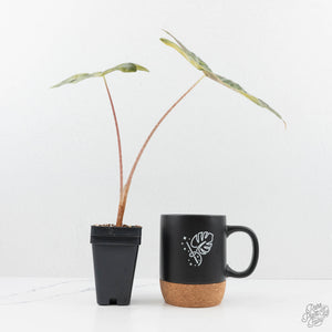 Alocasia Sanderiana Aurea Variegated (aka 'Pseudosanderiana') (wk19-T)