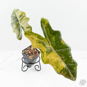 Alocasia Sanderiana Aurea Variegated (aka 'Pseudosanderiana') (wk19-T)