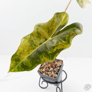 Alocasia Sanderiana Aurea Variegated (aka 'Pseudosanderiana') (wk19-T)