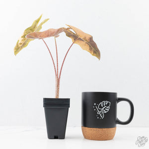 Alocasia Sanderiana Aurea Variegated (aka 'Pseudosanderiana') (wk21-K)