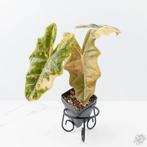 Alocasia Sanderiana Aurea Variegated (aka 'Pseudosanderiana') (wk21-K)