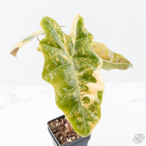 Alocasia Sanderiana Aurea Variegated (aka 'Pseudosanderiana') (wk21-K)