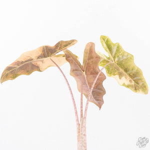 Alocasia Sanderiana Aurea Variegated (aka 'Pseudosanderiana') (wk21-K)