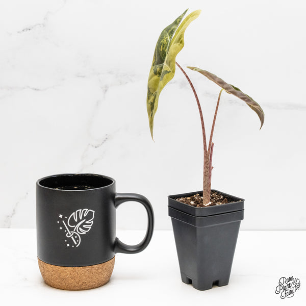 Alocasia Sanderiana Aurea Variegated (aka 'Pseudosanderiana') (wk6-R)