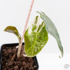 Alocasia Sanderiana Pink Variegated (aka 'Pseudosanderiana') (wk27-F)
