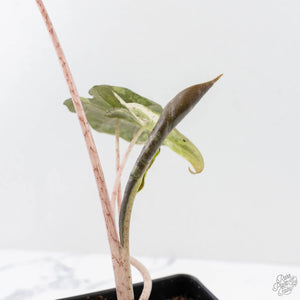 Alocasia Sanderiana Pink Variegated (aka 'Pseudosanderiana') (wk27-F)