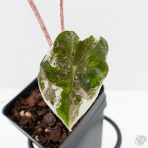 Alocasia Sanderiana Pink Variegated (aka 'Pseudosanderiana') (wk29-B)