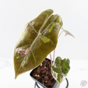 Alocasia Sanderiana Pink Variegated (aka 'Pseudosanderiana') (wk29-B)