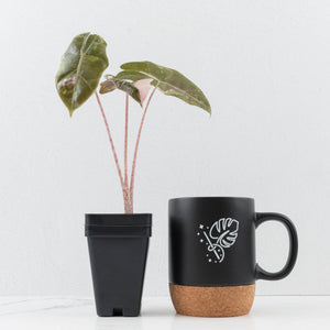 Alocasia Sanderiana Pink Variegated (aka 'Pseudosanderiana') (wk36-L235)