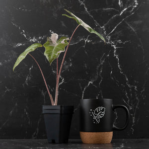Alocasia Sanderiana Pink Variegated (aka 'Pseudosanderiana') (wk43-L235)