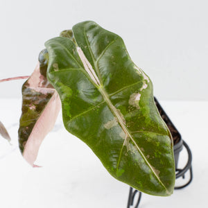 Alocasia Sanderiana Pink Variegated (aka 'Pseudosanderiana') (wk36-L235)