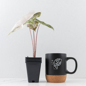 Alocasia Sanderiana Pink Variegated (aka 'Pseudosanderiana') (wk34-L57)