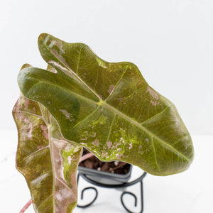 Alocasia Sanderiana Pink Variegated (aka 'Pseudosanderiana') (wk34-L57)