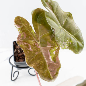Alocasia Sanderiana Pink Variegated (aka 'Pseudosanderiana') (wk34-L57)