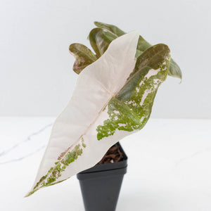 Alocasia Sanderiana Pink Variegated (aka 'Pseudosanderiana') (wk34-L57)