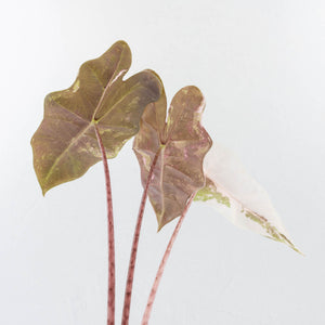 Alocasia Sanderiana Pink Variegated (aka 'Pseudosanderiana') (wk34-L57)