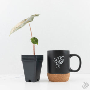 Alocasia Sanderiana Pink Variegated (aka 'Pseudosanderiana') (wk19-U)