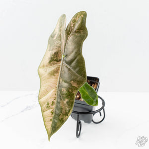 Alocasia Sanderiana Pink Variegated (aka 'Pseudosanderiana') (wk19-U)