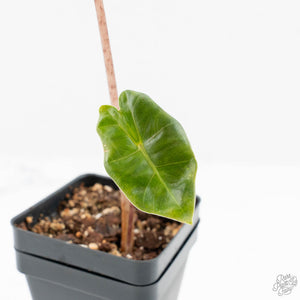 Alocasia Sanderiana Pink Variegated (aka 'Pseudosanderiana') (wk19-U)