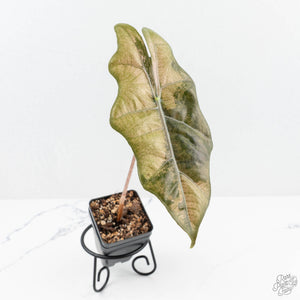 Alocasia Sanderiana Pink Variegated (aka 'Pseudosanderiana') (wk19-V)