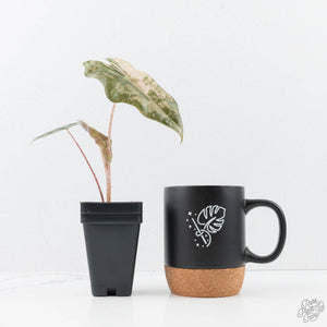 Alocasia Sanderiana Pink Variegated (aka 'Pseudosanderiana') (wk20-Q)