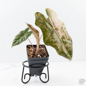 Alocasia Sanderiana Pink Variegated (aka 'Pseudosanderiana') (wk20-Q)