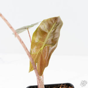 Alocasia Sanderiana Pink Variegated (aka 'Pseudosanderiana') (wk20-Q)