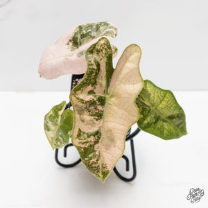 Alocasia Sanderiana Pink Variegated (aka 'Pseudosanderiana') (wk3-B)