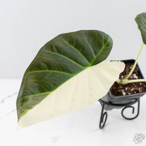 Alocasia 'Regal Shields' albo variegated (wk29-C)