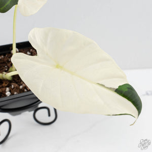 Alocasia 'Regal Shields' albo variegated (wk29-C)