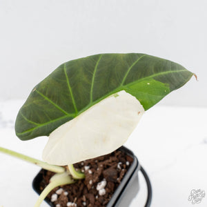 Alocasia 'Regal Shields' albo variegated (wk29-C)