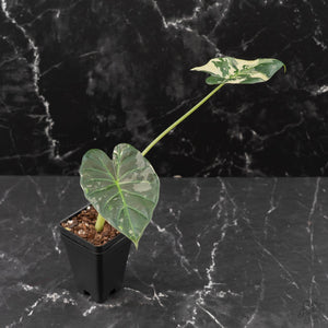 Alocasia 'Regal Shields' Albo Variegated (wk42-L370)