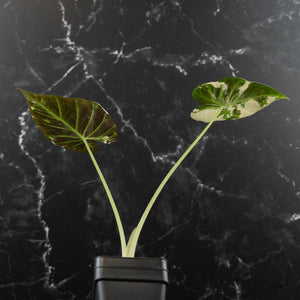 Alocasia 'Regal Shields' Albo Variegated (wk42-L370)
