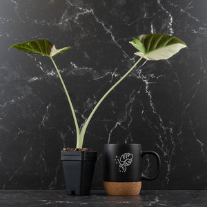 Alocasia 'Regal Shields' Albo Variegated (wk43-L398)