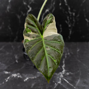 Alocasia 'Regal Shields' Albo Variegated (wk43-L398)