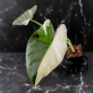 Alocasia 'Regal Shields' Albo Variegated (wk43-L398)