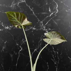 Alocasia 'Regal Shields' Albo Variegated (wk43-L398)