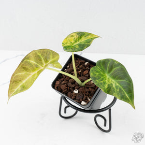 Alocasia 'Regal Shields' aurea variegated (wk27-D)