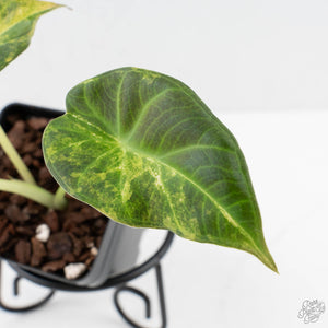 Alocasia 'Regal Shields' aurea variegated (wk27-D)