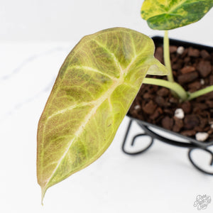 Alocasia 'Regal Shields' aurea variegated (wk27-D)